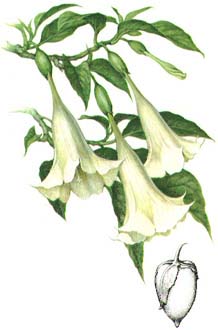 Datura