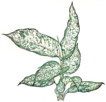 Dieffenbachia