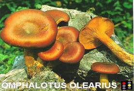 Omphalotus Olearius